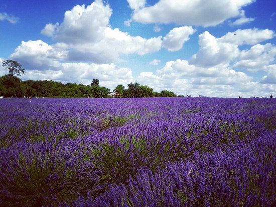 Mayfield Lavender Farm